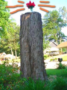 Overly tall tree stump